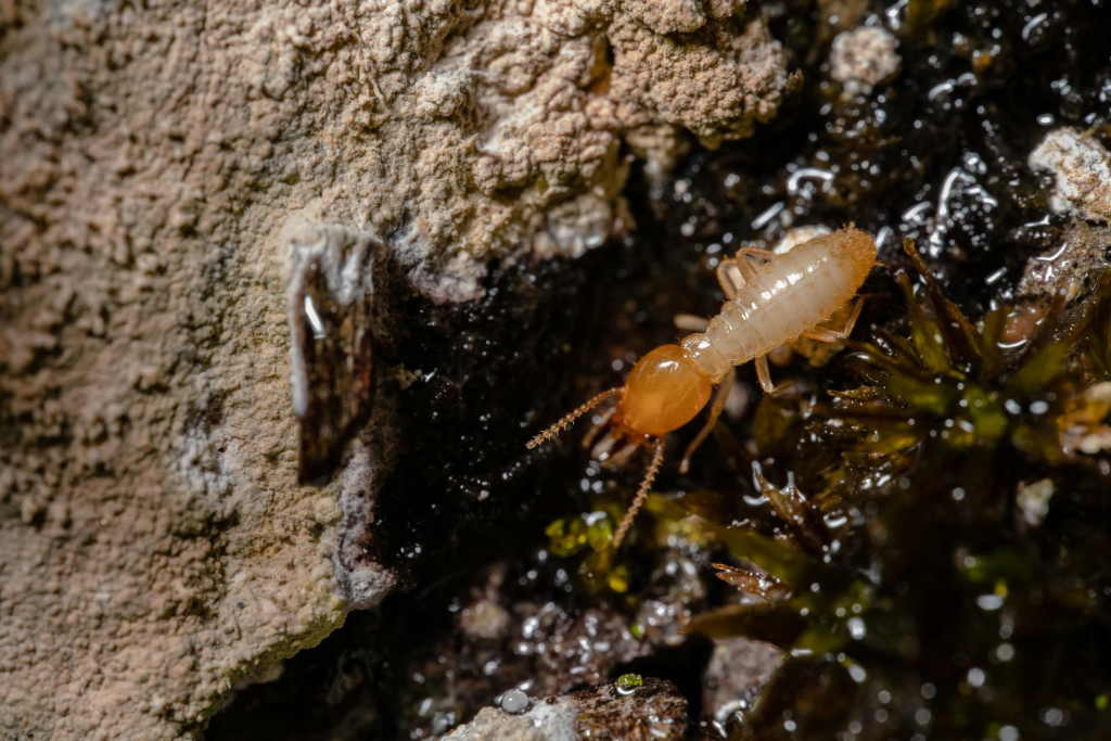 Addressing Termite Issues