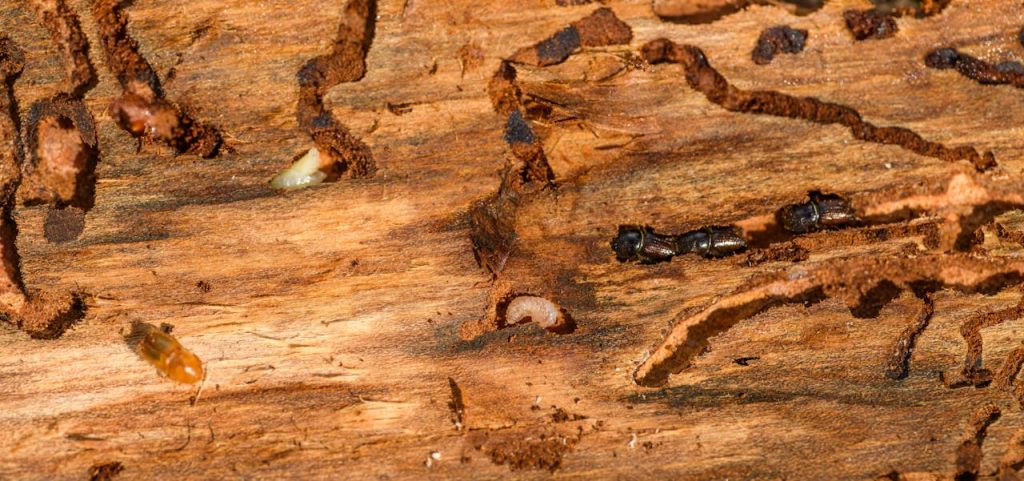Selling a House with a Termite History: A Quick Guide